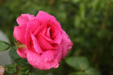 bir yağmur sonra gül