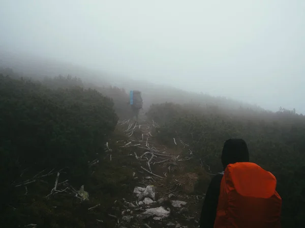 Koyu renkli ahşap ile süt kalın siste hiking.