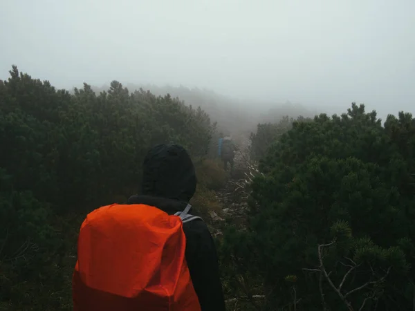 Koyu renkli ahşap ile süt kalın siste hiking.
