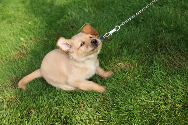 İnatçı köpek kira kontratı 