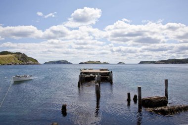 Tors Newfoundland koyu