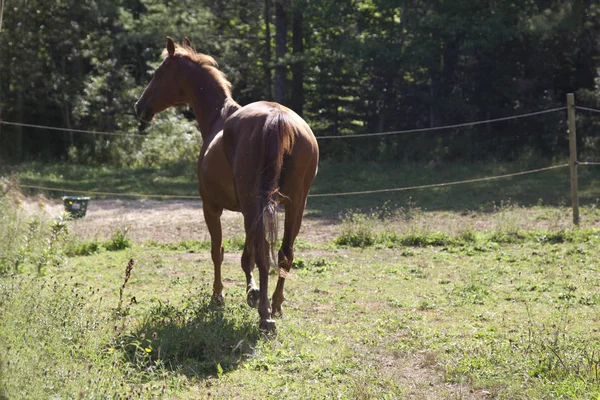 Braunes Pferd auf der Weide — Stockfoto