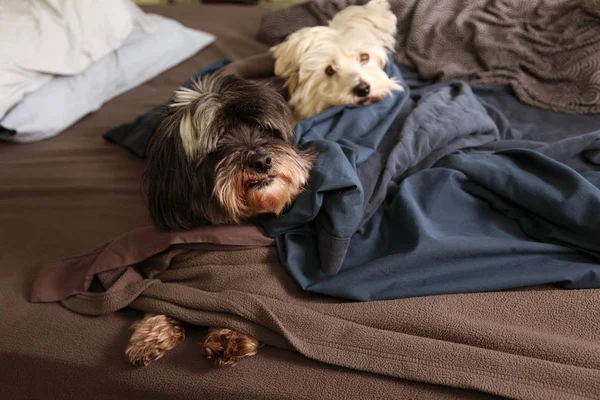 Dogs in bed — Stock Photo, Image