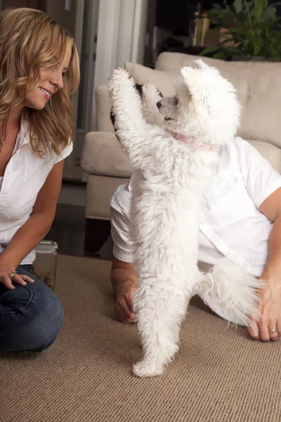 Dog trick on hind legs — Stock Photo, Image