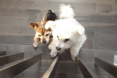 arka ayakları üzerinde köpekler 