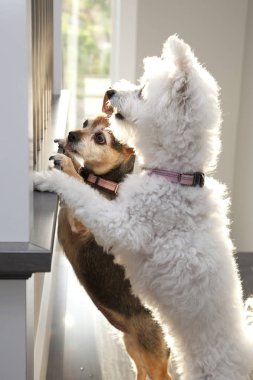 pencereden dışarı bakarak köpekler 