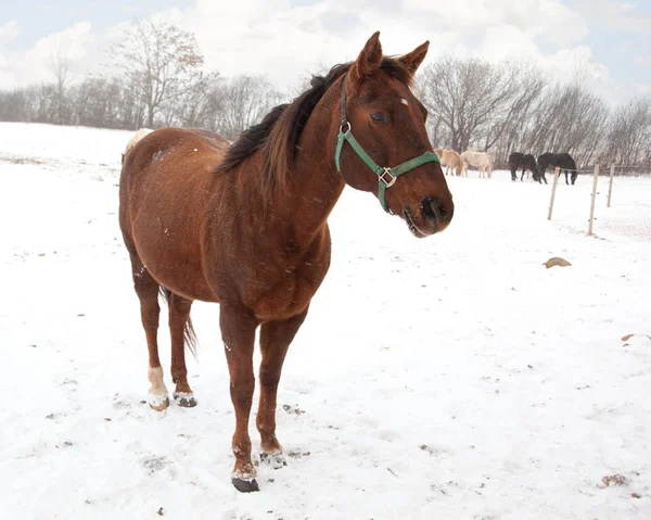 Brown horse in a field — Stock Photo, Image