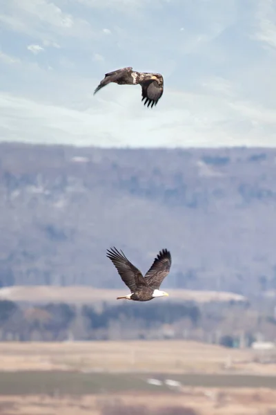 Soaring eagles in winter — Stock Photo, Image