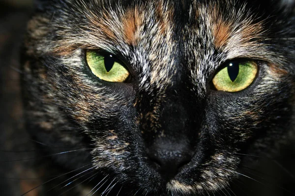 Retrato de olho verde gato de cabelos escuros — Fotografia de Stock