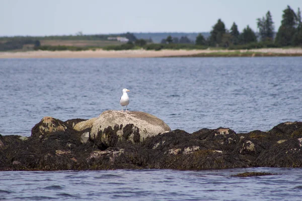 A seagull on a rock — Stock Photo, Image