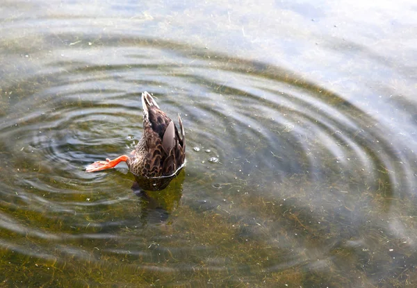 Pato cabeça escondida na água — Fotografia de Stock