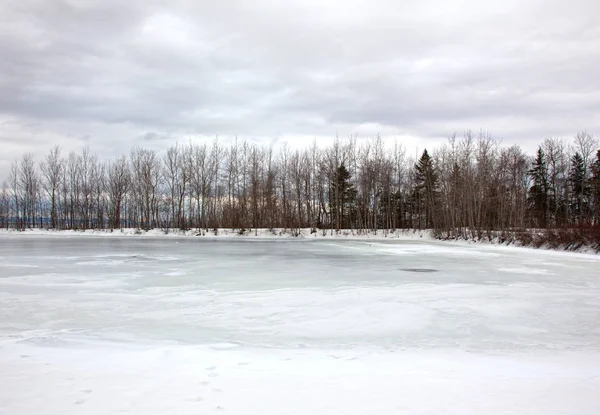 Zugefrorener Teich und kahle Bäume — Stockfoto