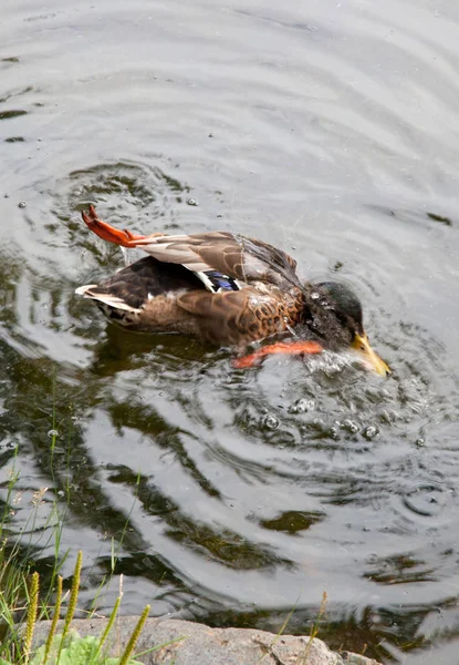 鸭在池塘里游泳 — 图库照片