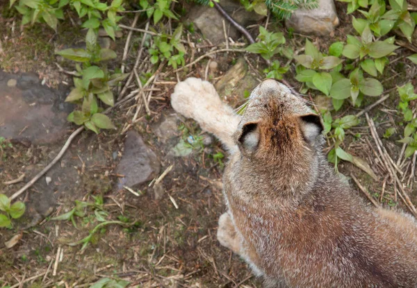 Kijkt neer op een lynx de oren — Stockfoto