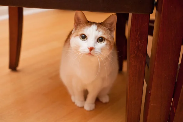 자 아래 호기심 고양이 — 스톡 사진