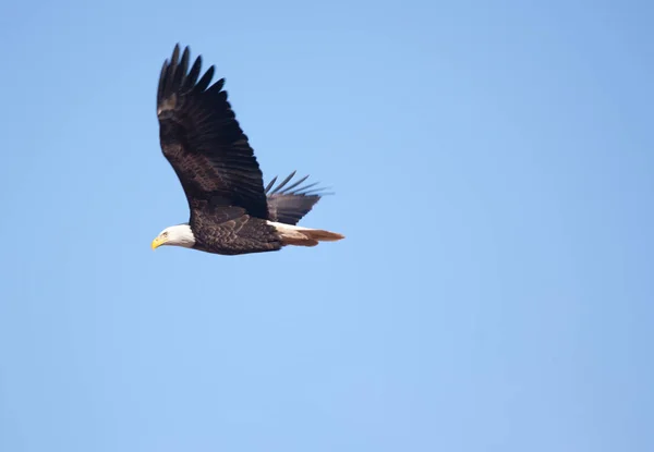 Un'aquila vola nel cielo blu — Foto Stock