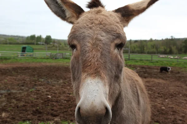 Close up of donkey — Stock Photo, Image