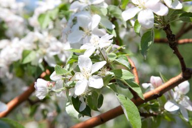 elma çiçeği kadar kapatın 