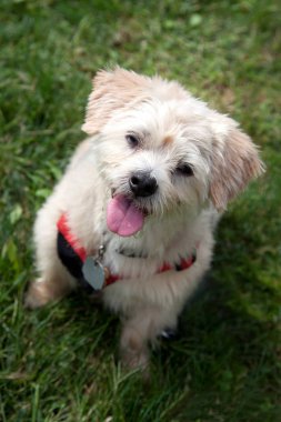 sevimli köpek dış 
