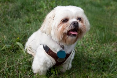 küçük beyaz köpek dış