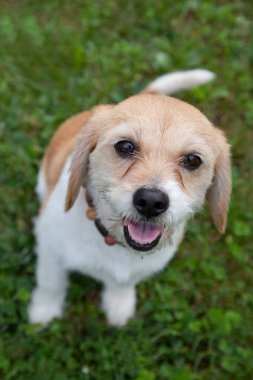 çok güzel kahverengi beyaz köpek 