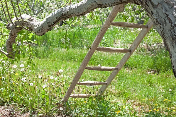 Una escalera en un huerto — Foto de Stock