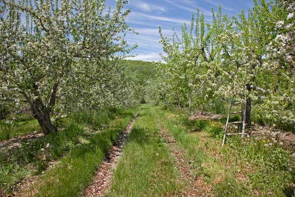Filas de manzanos en primavera — Foto de Stock