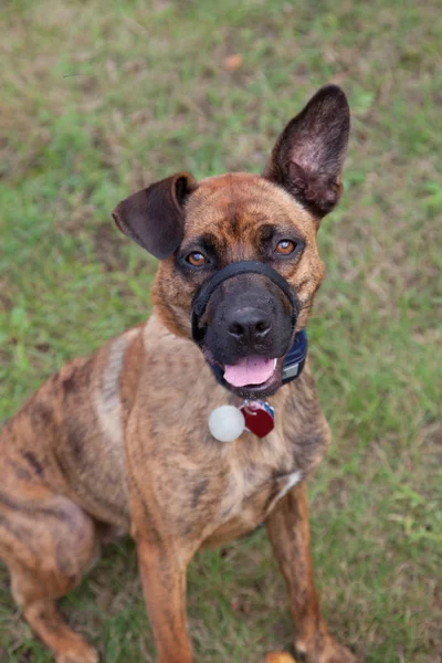 büyük kahverengi köpek komik monte 