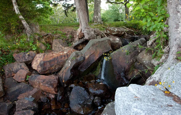 Chute d'eau parmi les arbres — Photo