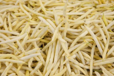 Sarı çalı fasulyesi 