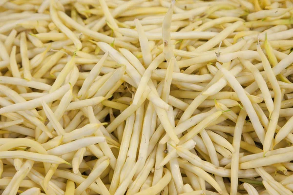 Sarı çalı fasulyesi 