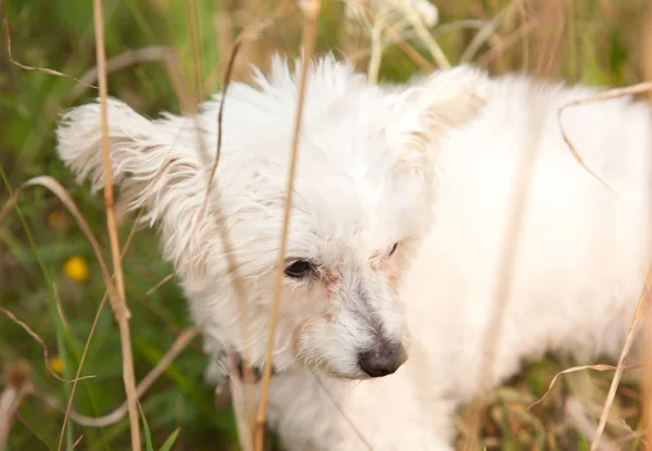 a white dog looks down in a field