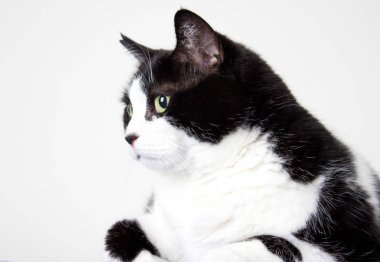 Siyah beyaz bir kedinin portresi 