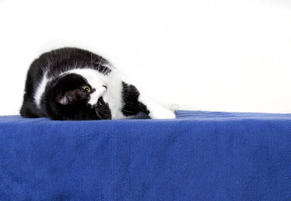 Aşağı ters tembel kedi — Stok fotoğraf