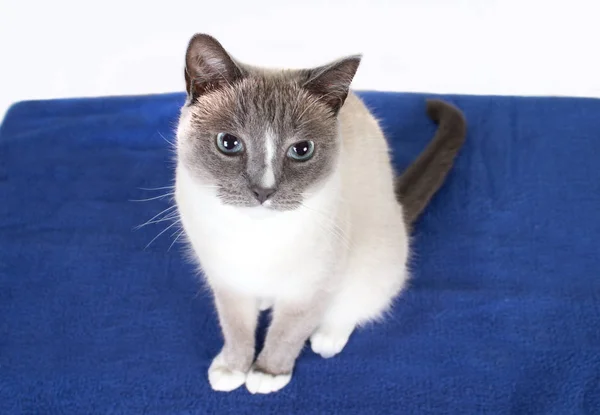 Porträtt av en vacker siamese katt — Stockfoto