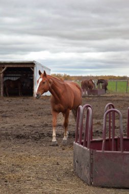 tükenmez kalemle kahverengi mare 