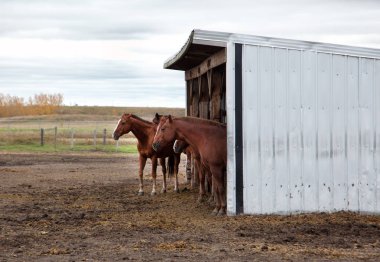 bir grup veya takım atların 