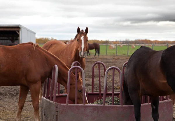 Horse staring at you — Stock Photo, Image