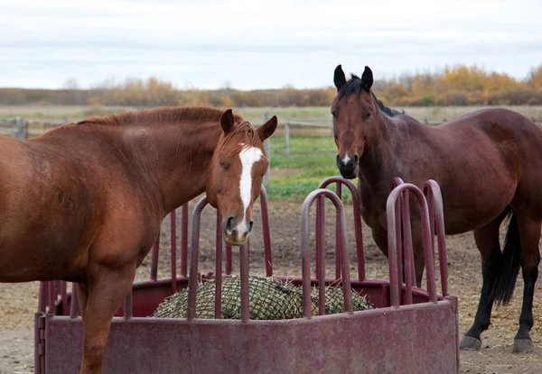 Two prairie horses look up from eating hay — Stock Photo, Image