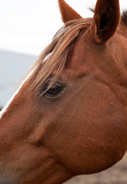 Nahaufnahme des Pferdegesichts — Stockfoto