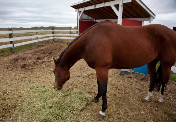 Pferd frisst Gras — Stockfoto
