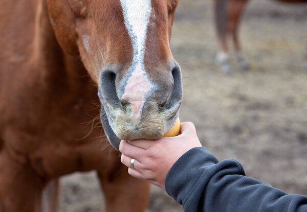 horse being fed an apple 