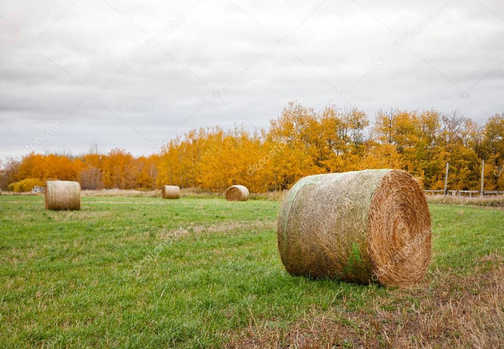 bales of hay in autumn prairie field 