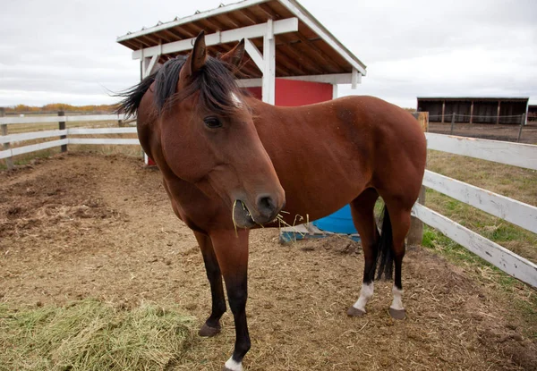 Snack time for horse / — Stock Photo, Image