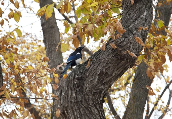 Pie dans un arbre d'automne — Photo