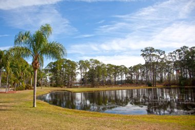 palmiye ağacı bir havuz 