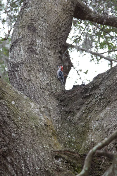 Kızıl başlı ağaçkakan — Stok fotoğraf