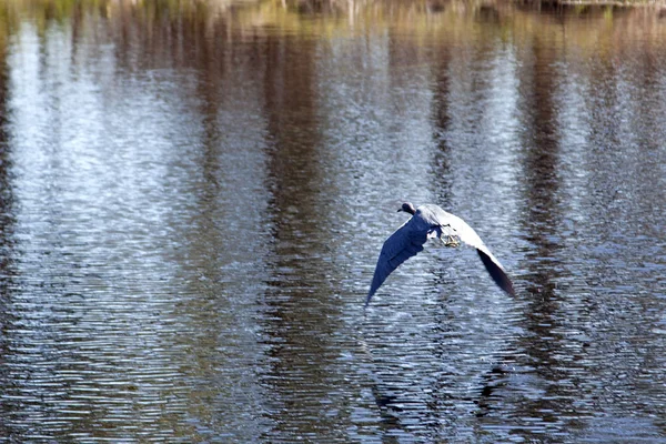 Blue heron in flight — Stock Photo, Image