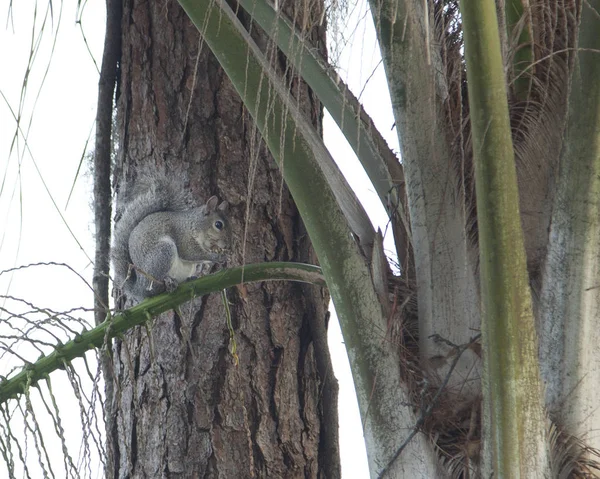 Écureuil mangeant dans un arbre — Photo
