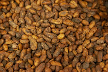 ham kakao çekirdekleri 